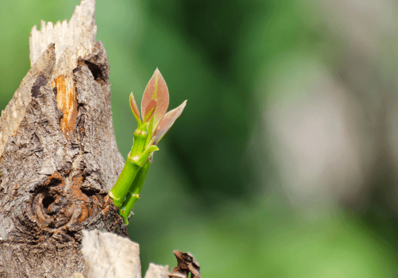 Two new paths to the dream: Regeneration